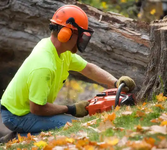 tree services Drayton